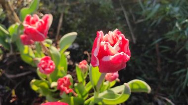 Lale. Güzel açan lale çiçeği. Güneşli bir bahar sabahında çiçek açan lale çiçeği ve pembe taç yaprağı. Çiçek açan kırmızı lale çiçeği toprakta büyüyor. Doğal arkaplan