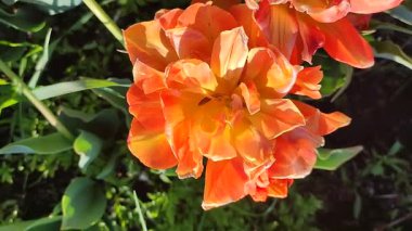 Lale. Güzel açan lale çiçeği. Güneşli bir bahar sabahı, turuncu yapraklı lale çiçeği. Çiçek açan sarı lale çiçeği tomurcuklanıyor. Doğal arkaplan