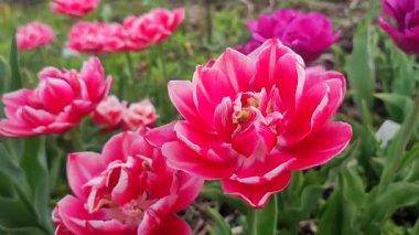 Lale. Güzel açan lale çiçeği. Güneşli bir bahar sabahında çiçek açan lale çiçeği ve pembe taç yaprağı. Çiçek açan kırmızı lale çiçeği toprakta büyüyor. Doğal arkaplan