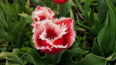 Lale. Güzel açan lale çiçeği. Güneşli bir bahar sabahı, kızıl yapraklı lale çiçeği. Çiçek açan beyaz lale çiçekleri toprakta büyüyor. Doğal arkaplan