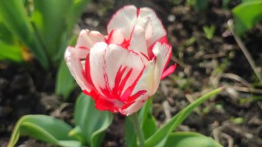 Lale. Güzel açan lale çiçeği. Güneşli bir bahar sabahı, kızıl yapraklı lale çiçeği. Çiçek açan beyaz lale çiçeğinin tomurcuklanması. Doğal arkaplan
