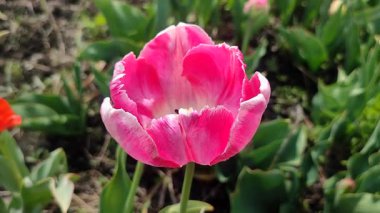 Lale. Güzel açan lale çiçeği. Güneşli bir bahar sabahında çiçek açan lale çiçeği ve pembe taç yaprağı. Çiçek açan kırmızı lale çiçeği toprakta büyüyor. Doğal arkaplan