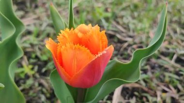 Lale. Güzel açan lale çiçeği. Güneşli bir bahar sabahı, kızıl yapraklı lale çiçeği. Tomurcuklanan turuncu lale çiçeği tomurcuklanıyor. Doğal arkaplan