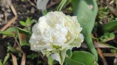 Lale. Güzel açan lale çiçeği. Güneşli bir bahar sabahında, çiçek açan lale çiçekleri. Çiçek açan beyaz lale çiçeğinin tomurcuklanması. Doğal arkaplan