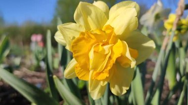 Narcissus. Güzel çiçek narsisleri. Bir sürü sarı taç yapraklı narsisli çiçek, yakın plan. Çiçek açan nergis çiçeği ve yeşil yapraklar bahar sabahı toprakta büyüyor.