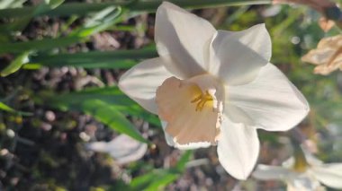 Narcissus. Güzel çiçek narsisleri. Bir sürü pembe beyaz taç yaprağı olan narsisli çiçek. Çiçek açan nergis çiçeği ve yeşil yapraklar bahar sabahı toprakta büyüyor.