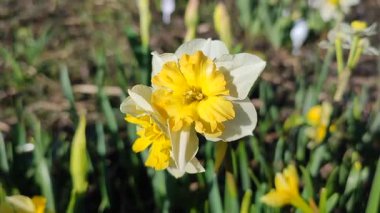 Narcissus. Güzel çiçek narsisleri. Bir sürü sarı beyaz taç yapraklı narsisli çiçek, yakın plan. Çiçek açan nergis çiçeği ve yeşil yapraklar bahar sabahı toprakta büyüyor.