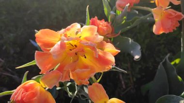 Güzel, çiçek açan lale yakın plan. Turuncu taç yaprakları ve güneşli bir bahar sabahı don ile çiçek açan lale çiçeği. Çiçek açan çiçek açan lale toprakta büyüyor. Kar buzuyla kaplı yapraklar.