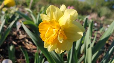 Narcissus. Güzel çiçek narsisleri. Bir sürü sarı taç yapraklı narsisli çiçek, yakın plan. Çiçek açan nergis çiçeği ve yeşil yapraklar bahar sabahı toprakta büyüyor.