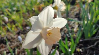 Narcissus. Güzel çiçek narsisleri. Bir sürü pembe beyaz taç yaprağı olan narsisli çiçek. Çiçek açan nergis çiçeği ve yeşil yapraklar bahar sabahı toprakta büyüyor.