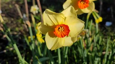 Narcissus. Güzel çiçek narsisleri. Sarı turuncu taç yapraklı çiçek açan narsist çiçekleri yakından çek. Çiçek açan nergis çiçeği ve yeşil yapraklar bahar sabahı toprakta büyüyor.