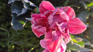 Güzel, çiçek açan lale yakın plan. Güneşli bir bahar sabahında pembe taç yaprakları ve don ile çiçek açan lale çiçeği. Çiçek açan çiçek açan lale toprakta büyüyor. Kar buzuyla kaplı yapraklar.