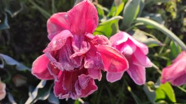 Güzel, çiçek açan lale yakın plan. Güneşli bir bahar sabahında pembe taç yaprakları ve don ile çiçek açan lale çiçeği. Çiçek açan çiçek açan lale toprakta büyüyor. Kar buzuyla kaplı yapraklar.