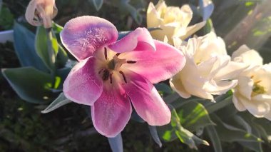 Güzel, çiçek açan lale yakın plan. Güneşli bir bahar sabahında pembe taç yaprakları ve don ile çiçek açan lale çiçeği. Çiçek açan çiçek açan lale toprakta büyüyor. Kar buzuyla kaplı yapraklar.