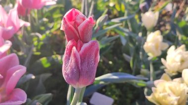 Güzel, çiçek açan lale yakın plan. Güneşli bir bahar sabahında pembe taç yaprakları ve don ile çiçek açan lale çiçeği. Çiçek açan çiçek açan lale toprakta büyüyor. Kar buzuyla kaplı yapraklar.