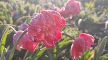 Güzel, çiçek açan lale yakın plan. Güneşli bir bahar sabahında pembe taç yaprakları ve don ile çiçek açan lale çiçeği. Çiçek açan çiçek açan lale toprakta büyüyor. Kar buzuyla kaplı yapraklar.