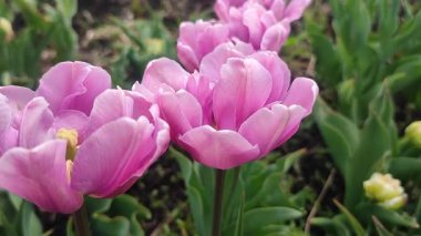 Lale. Güzel açan lale çiçeği. Güneşli bir bahar sabahında çiçek açan lale çiçeği ve mor taç yaprakları. Tomurcuklanan mor lale çiçeği tomurcuklanıyor. Doğal arkaplan