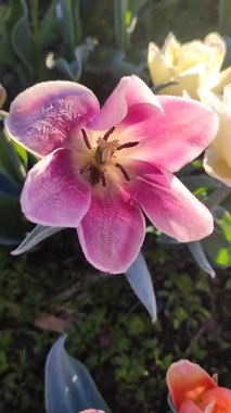 Güzel, çiçek açan lale yakın plan. Çiçekli lale çiçeği, pembe taç yaprakları ve güneşli bahar sabahında don. Çiçek açan çiçek açan lale toprakta büyüyor. Dikey kar ile kaplı taç yaprakları