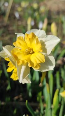 Narcissus. Güzel çiçek narsisleri. Sarı beyaz taç yapraklarıyla çiçek açan narsist çiçekleri yakından çek. Çiçek açan yeşil yapraklı nergis bahar sabahı dikey