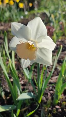 Narcissus. Güzel çiçek narsisleri. Bir sürü pembe beyaz taç yaprağı olan narsisli çiçek. Çiçek açan yeşil yapraklı nergis bahar sabahı dikey