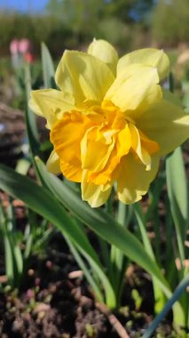 Narcissus. Güzel çiçek narsisleri. Bir sürü sarı taç yapraklı narsisli çiçek, yakın plan. Çiçek açan yeşil yapraklı nergis bahar sabahı dikey