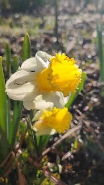 Narcissus. Güzel çiçek narsisleri. Bir sürü sarı beyaz taç yapraklı narsisli çiçek, yakın plan. Çiçek açan yeşil yapraklı nergis, bahar sabahı dikey büyüyor.
