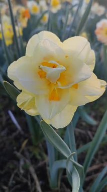 Narcissus. Güzel çiçek narsisleri. Bir sürü sarı taç yapraklı narsisli çiçek, yakın plan. Çiçek açan yeşil yapraklı nergis bahar sabahı dikey olarak toprakta yetişiyor.