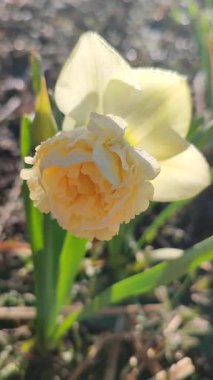 Narcissus. Güzel çiçek narsisleri. Bir sürü sarı taç yapraklı narsisli çiçek, yakın plan. Çiçek açan yeşil yapraklı nergis bahar sabahı dikey