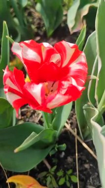 Lale. Güzel açan lale çiçeği. Güneşli bir bahar sabahı, kızıl yapraklı lale çiçeği. Çiçek açan beyaz lalelerin büyüdüğü topraklar. Doğal arkaplan dikey