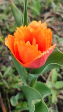 Lale. Güzel açan lale çiçeği. Güneşli bir bahar sabahı, kızıl yapraklı lale çiçeği. Çiçek açan portakal çiçeği tomurcuklanıyor. Doğal arkaplan dikey