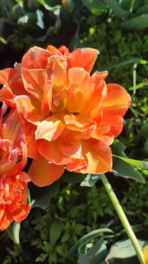 Lale. Güzel açan lale çiçeği. Güneşli bir bahar sabahı, turuncu yapraklı lale çiçeği. Çiçek açan sarı lale çiçeği tomurcuklanıyor. Doğal arkaplan