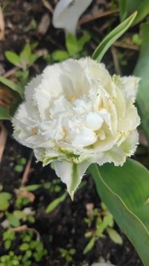 Lale. Güzel açan lale çiçeği. Güneşli bir bahar sabahında, çiçek açan lale çiçekleri. Çiçek açan beyaz lalelerin büyüdüğü topraklar. Doğal arkaplan dikey