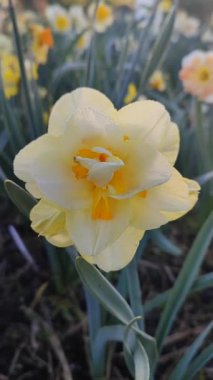 Narcissus. Güzel çiçek narsisleri. Bir sürü sarı taç yapraklı narsisli çiçek, yakın plan. Çiçek açan yeşil yapraklı nergis bahar sabahı dikey olarak toprakta yetişiyor.