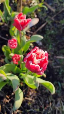 Lale. Güzel açan lale çiçeği. Güneşli bir bahar sabahında çiçek açan lale çiçeği ve pembe taç yaprağı. Çiçek açan kırmızı lale toprakta büyüyor. Doğal arkaplan dikey