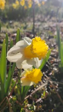 Narcissus. Güzel çiçek narsisleri. Bir sürü sarı beyaz taç yapraklı narsisli çiçek, yakın plan. Çiçek açan yeşil yapraklı nergis, bahar sabahı dikey büyüyor.