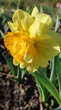 Narcissus. Güzel çiçek narsisleri. Bir sürü sarı taç yapraklı narsisli çiçek, yakın plan. Çiçek açan yeşil yapraklı nergis bahar sabahı dikey