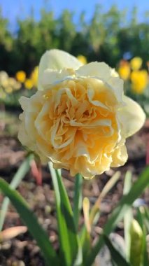 Narcissus. Güzel çiçek narsisleri. Bir sürü sarı taç yapraklı narsisli çiçek, yakın plan. Çiçek açan yeşil yapraklı nergis bahar sabahı dikey