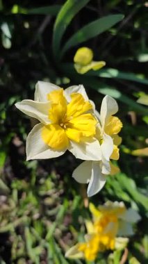 Narcissus. Güzel çiçek narsisleri. Sarı beyaz taç yapraklarıyla çiçek açan narsist çiçekleri yakından çek. Çiçek açan yeşil yapraklı nergis bahar sabahı dikey