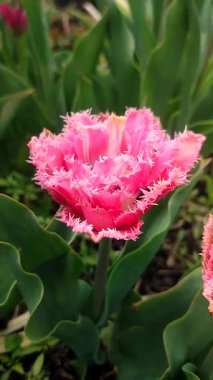 Lale. Güzel açan lale çiçeği. Güneşli bir bahar sabahında çiçek açan lale çiçeği ve pembe taç yaprağı. Çiçek açan kırmızı lale çiçeği toprakta büyüyor. Doğal arkaplan