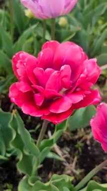 Lale. Güzel açan lale çiçeği. Güneşli bir bahar sabahında çiçek açan lale çiçeği ve pembe taç yaprağı. Çiçek açan kırmızı lale çiçeği toprakta büyüyor. Doğal arkaplan