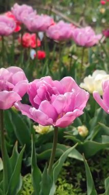 Lale. Güzel açan lale çiçeği. Güneşli bir bahar sabahında çiçek açan lale çiçeği ve mor taç yaprakları. Çiçek açan mor lale toprağı büyütüyor Doğal arka plan dikey