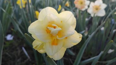 Narcissus. Güzel çiçek narsisleri. Bir sürü sarı taç yapraklı narsisli çiçek, yakın plan. Çiçek açan nergis çiçeği ve yeşil yapraklar bir bahar sabahı toprakta büyüyor.