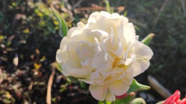 Lale. Güzel açan lale çiçeği. Güneşli bir bahar sabahında, çiçek açan lale çiçekleri. Çiçek açan beyaz lale çiçekleri toprakta büyüyor. Doğal arkaplan