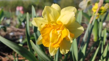 Narcissus. Güzel çiçek narsisleri. Bir sürü sarı taç yapraklı narsisli çiçek, yakın plan. Çiçek açan nergis çiçeği ve yeşil yapraklar bahar sabahı toprakta büyüyor.