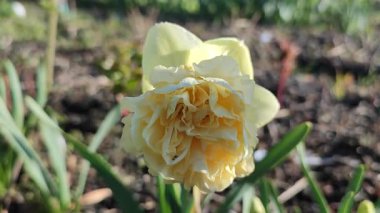 Narcissus. Güzel çiçek narsisleri. Bir sürü sarı taç yapraklı narsisli çiçek, yakın plan. Çiçek açan nergis çiçeği ve yeşil yapraklar bahar sabahı toprakta büyüyor.