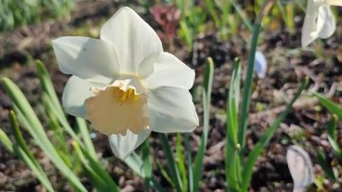 Narcissus. Güzel çiçek narsisleri. Bir sürü pembe beyaz taç yaprağı olan narsisli çiçek. Çiçek açan nergis çiçeği ve yeşil yapraklar bahar sabahı toprakta büyüyor.