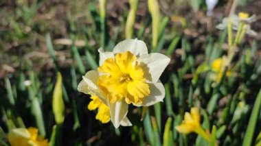 Narcissus. Güzel çiçek narsisleri. Bir sürü sarı beyaz taç yapraklı narsisli çiçek, yakın plan. Çiçek açan nergis çiçeği ve yeşil yapraklar bahar sabahı toprakta büyüyor.