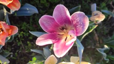 Güzel, çiçek açan lale yakın plan. Güneşli bir bahar sabahında pembe taç yaprakları ve don ile çiçek açan lale çiçeği. Çiçek açan çiçek açan lale toprakta büyüyor. Kar buzuyla kaplı yapraklar.