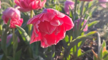 Güzel, çiçek açan lale yakın plan. Güneşli bir bahar sabahında pembe taç yaprakları ve don ile çiçek açan lale çiçeği. Çiçek açan çiçek açan lale toprakta büyüyor. Kar buzuyla kaplı yapraklar.