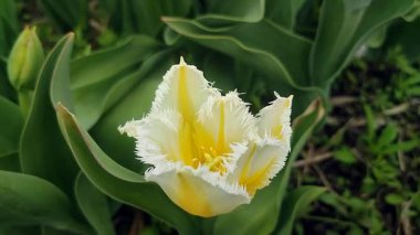 Lale. Güzel açan lale çiçeği. Güneşli bir bahar sabahında, çiçek açan lale çiçekleri. Çiçek açan sarı lale çiçeği tomurcuklanıyor. Doğal arkaplan